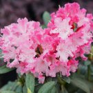 Dandy Man Color Wheel Rhododendron Quart Pot Indoor Outdoor Garden