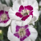 American Pie Berry À La Mode Dianthus Pinks Fragrant Quart Pot Indoor Outdoor Garden