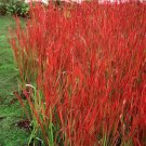 Japanese Blood Grass Plants Imperata Red Baron Gallon Pot Indoor Outdoor Garden