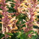 Peachie Keen Hummingbird Mint Agastache Anise Hyssop Quart Pot Indoor Outdoor Garden