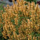 Gold Kudos Hummingbird Mint Agastache Anise Hyssop Live Plant Quart Pot Indoor Outdoor Garden