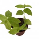 Gold Wing Tradescantia 4" Mini Hanging Basket Easy To Grow House Plant Indoor Outdoor Garden