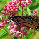 Soulmate Butterfly Weed Asclepias Vanilla Fragrance Live Plant Gallon Pot Indoor Outdoor Garden