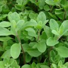 Sweet Marjoram Herb Indoors Or Out 3" Pot Indoor Outdoor Garden