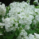 David Tall Phlox White Of The Year 2002 Live Plant Gallon Pot Indoor Outdoor Garden