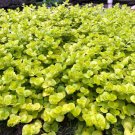 Goldilocks Moneywort Lysimachia Creeping Jenny Gallon Pot Indoor Outdoor Garden