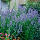 Blue Fortune Hummingbird Mint Agastache Anise Hyssop Live Plant Gallon Pot Indoor Outdoor Garden
