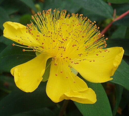 St. John'S Wort Plant Hypericum Calycinum Gallon Pot Indoor Outdoor Garden