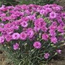 Dianthus Pretty Poppers Goody Gumdrop Semidouble Blooms Quart Pot Indoor Outdoor Garden