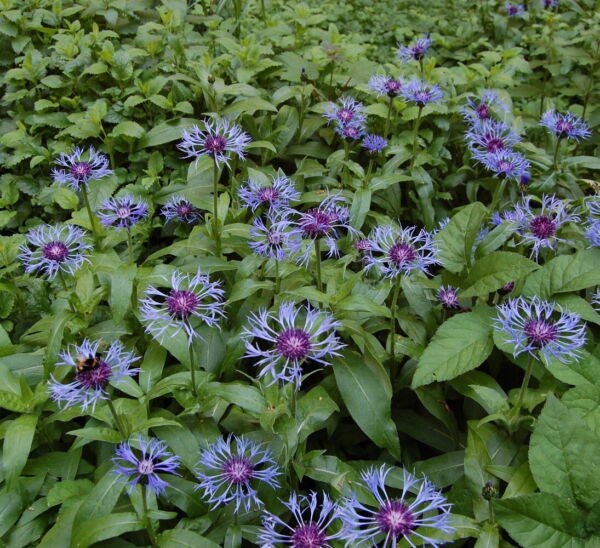Bachelor Buttons Centaurea Montana Quart Pot Indoor Outdoor Garden