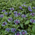 Bachelor Buttons Centaurea Montana Quart Pot Indoor Outdoor Garden