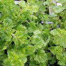Curly Mint Mint Sauces Fruit Salads Grow Indoors Or Out Live Plant 3" Pot Indoor Outdoor Garden