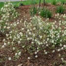 Legend Of The Small Bottlebrush Fothergilla X Intermedia Ppaf 4" Pot Indoor Outdoor Garden