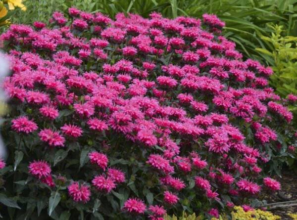 Sugar Buzz Grape Gumball Bee Balm Monarda Gallon Pot Indoor Outdoor Garden