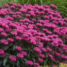 Sugar Buzz Grape Gumball Bee Balm Monarda Gallon Pot Indoor Outdoor Garden