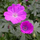 Max Frei Geranium Bloody Cranesbill Live Plant Gallon Pot Indoor Outdoor Garden
