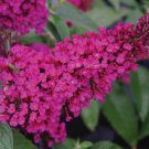 Buzz Hot Raspberry Butterfly Bush Compact Heavy Blooms Gallon Potbuddleia Indoor Outdoor Garden