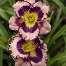 Rainbow Rhythm Sound Of My Heart Daylilyhemerocallisgallon Pot Indoor Outdoor Garden