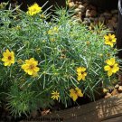 Sylvester Coreopsis Plant Compact Bushy Quart Pot Indoor Outdoor Garden