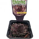Grape Galaxy Hens Chicks Sempervivum Indoors/Out 3.5" Pot Chick Charms Indoor Outdoor Garden