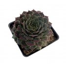 Ruby Heart Hens Chicks Semperviven 2.5" Pot Indoor Outdoor Garden