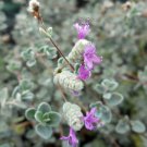 Micro Silver Oregano Edible Herb 2.5" Pot Terrarium//Houseplant Indoor Outdoor Garden