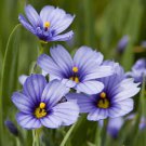 Blueeyed Iris Grass Sisyrinchium Lucerne Indoors Or Out 2.5" Pot Indoor Outdoor Garden
