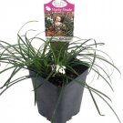 White Sparkler Mondo Grass Ophiopogon 2.5" Pot /Terrarium Indoor Outdoor Garden