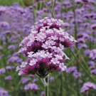 Lollipop Verbena Vervain Plant 2.5" Pot Indoor Outdoor Garden