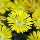 Golden Wonder Ice Plant Delosperma Live Plant Quart Pot Indoor Outdoor Garden