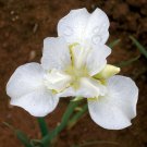 White Swirl Siberian Iris Ivory White With A Touch Of Gold Quart Pot Indoor Outdoor Garden