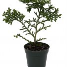 Hondae Elkhorn Arborbitae Thujopsis Dolibrata Hiba 4" Pot Indoor Outdoor Garden