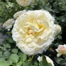 Reminiscent Crema Rose 4" Pot Indoor Outdoor Garden