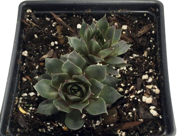 Desert Bloom Hens Chicks Sempervivum Quart Pot Indoor Outdoor Garden