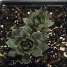 Desert Bloom Hens Chicks Sempervivum Quart Pot Indoor Outdoor Garden