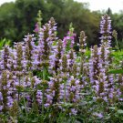 Silver Blue Kudos Hummingbird Mint Agastache Anise Hyssop Live Plant Qt. Pot Indoor Outdoor Garden Silver Blue Kudos Hummingbird Mint Agastache Anise Hyssop Live Plant Qt. Pot Indoor Outdoor Garden