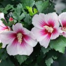 Paraplu Pink Ink Hibiscus Rose Of Sharon 4" Pot Indoor Outdoor Garden