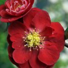 Double Take Chaenomeles Scarlet Storm Ppaf Flowering Quince Indoor Outdoor Garden