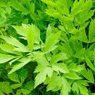 Lovage 100 Seeds Levisticum Heirloom Herb Indoor Outdoor Garden