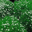 Irish Moss Sagina Subulata Groundcover 2.5" Pot Indoor Outdoor Garden