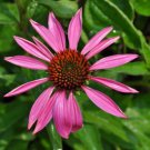 Ruby Star Coneflower Echinacea Quart Pot Indoor Outdoor Garden