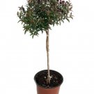 Biblical Myrtle Herb Plant Myrtus Ancient Herb 4.5" Pot Topiary Indoor Outdoor Garden