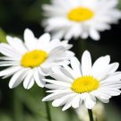 Becky Shasta Daisy Leucanthemum 2003 Plant Of The Year Quart Pot Indoor Outdoor Garden