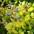 Sky Dew Gold Northern Highbush Blueberry Vaccinium Corymbosum 4" Pot Indoor Outdoor Garden