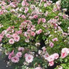 Ringo Double Pink Landscape Rose 4" Pot Indoor Outdoor Garden