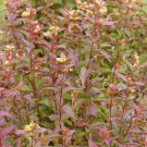 Kodiak Red Bush Honeysuckle 4" Pot Diervilla Indoor Outdoor Garden