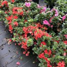 Perfecto Mundo Orange Azalea Reblooming 4" Pot Indoor Outdoor Garden