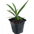 Pandan Spice Plant Amaryllifolius Pandanus Indoors/Outlive Plant 2.5" Pot Indoor Outdoor Garden