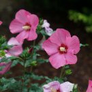 Paraplu Rouge Hibiscus Rose Of Sharon 4" Pot Indoor Outdoor Garden