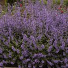 Purrsian Blue Catmint Nepeta Quart Pot Indoor Outdoor Garden
